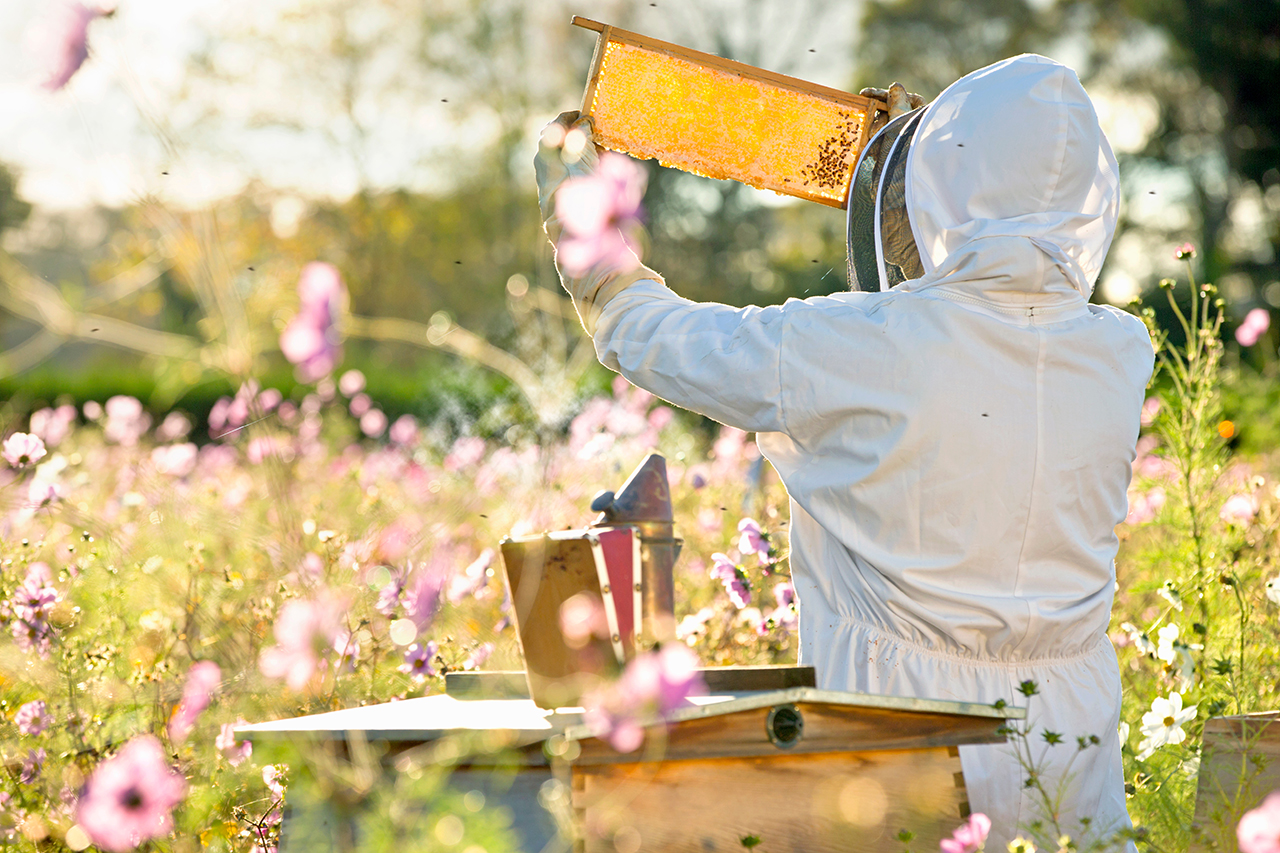 Ein Imker steht neben Bienenstöcken in einem Feld voller Wiesenblumen und hält eine Honigwabe in der Hand