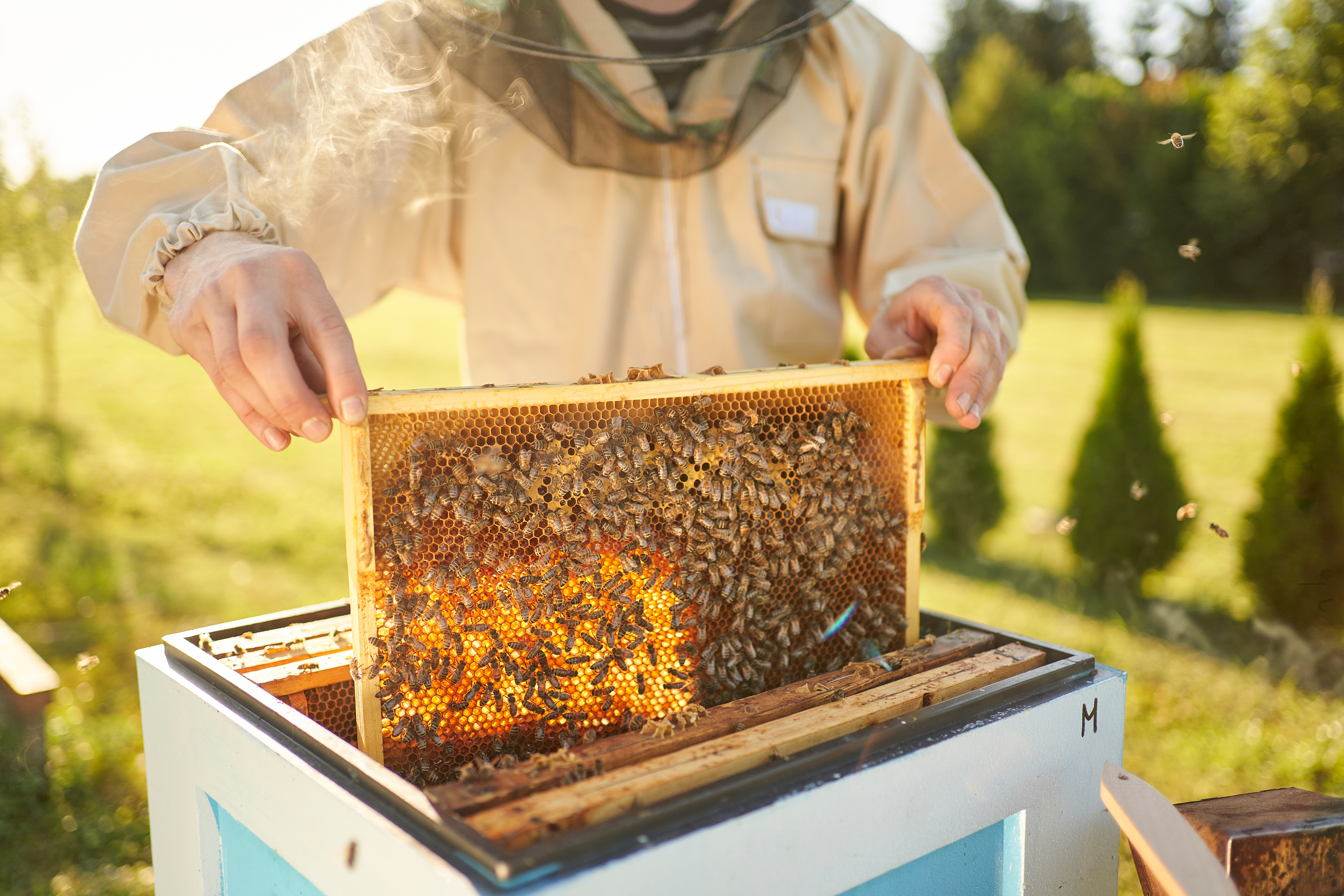 Der Imker entnimmt aus dem Bienenstock eine Wabe voller Honig